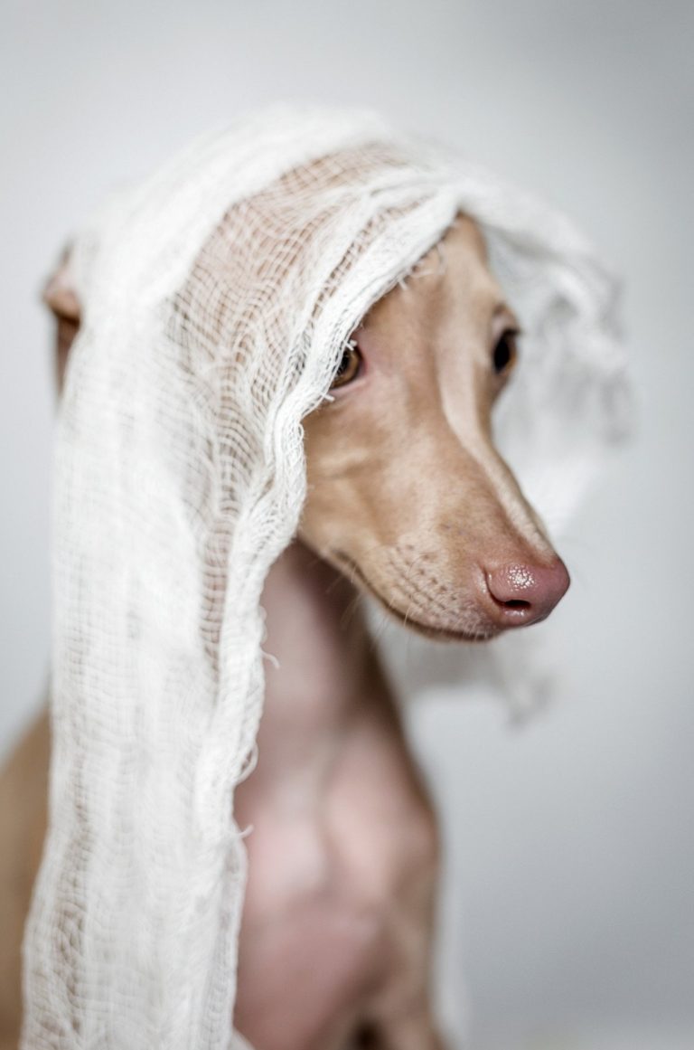 Chien courant italien : guide race de chien