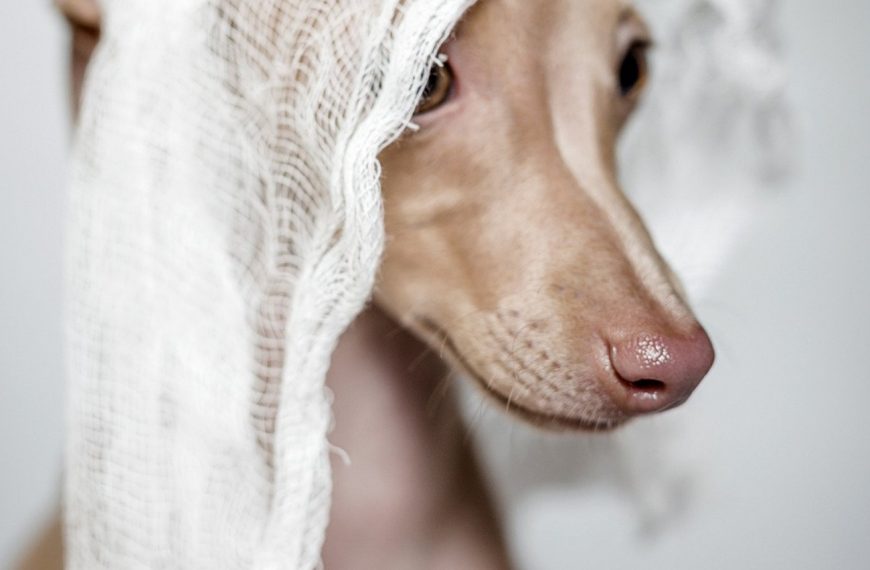 Chien courant italien : guide race de chien