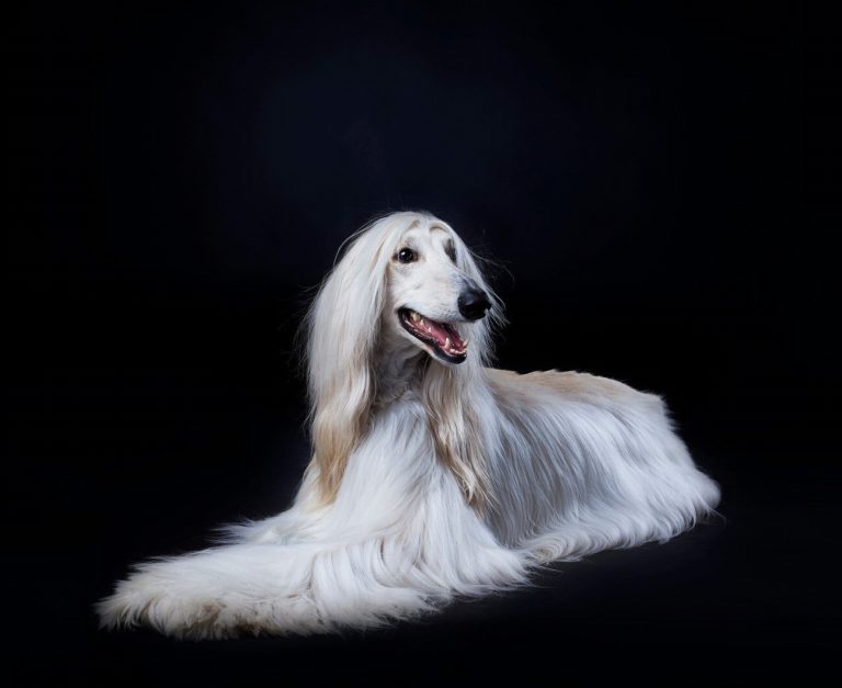 Chien courant norvégien : guide race de chien