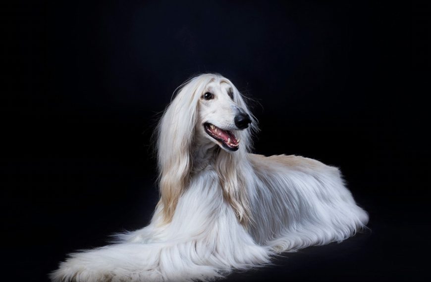 Chien courant norvégien : guide race de chien
