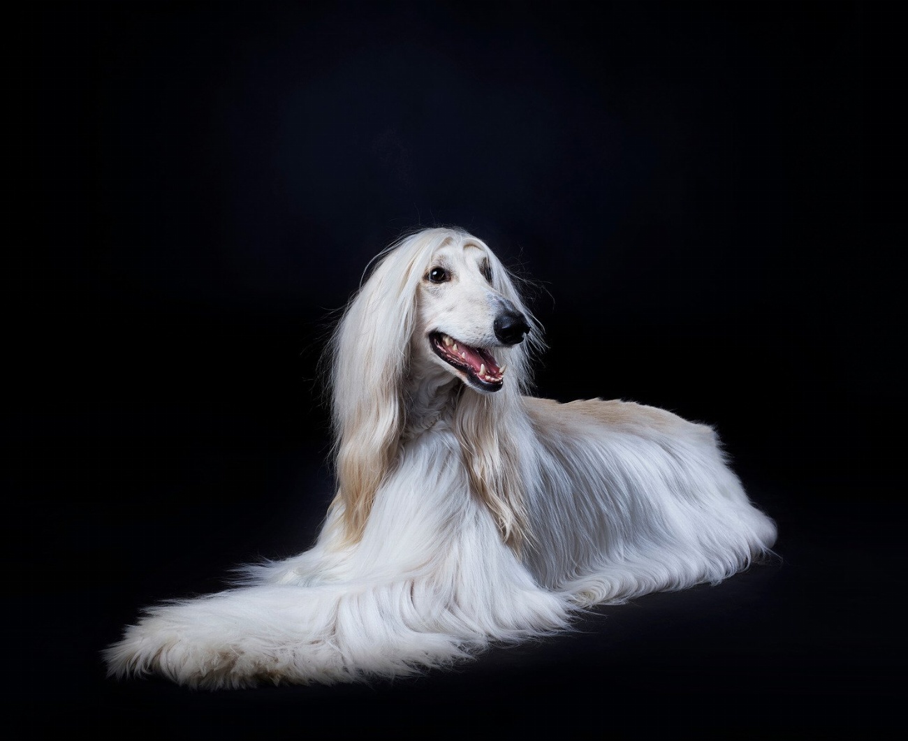Chien courant norvégien : guide race de chien