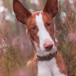 Chien courant serbe : guide race de chien