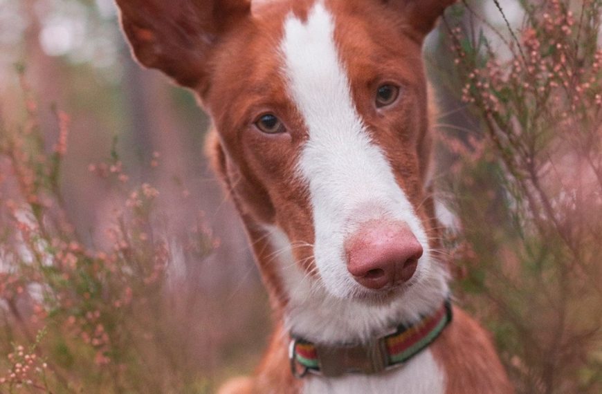 Chien courant serbe : guide race de chien