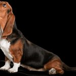 Chien courant slovaque : guide race de chien