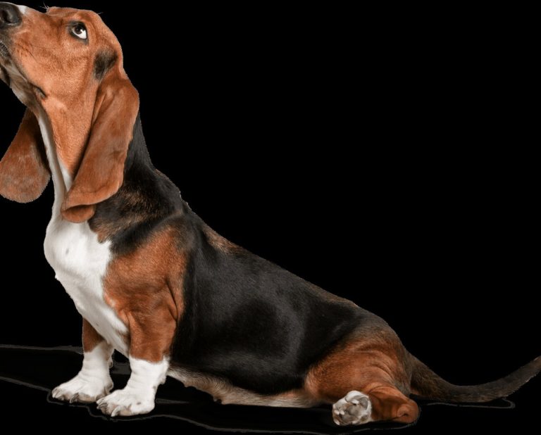 Chien courant slovaque : guide race de chien