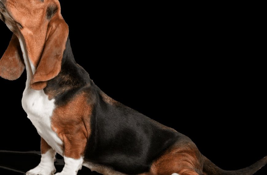 Chien courant slovaque : guide race de chien