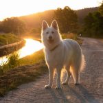 Chien courant suisse : guide race de chien