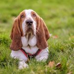Chien courant yougoslave de montagne : guide race de chien