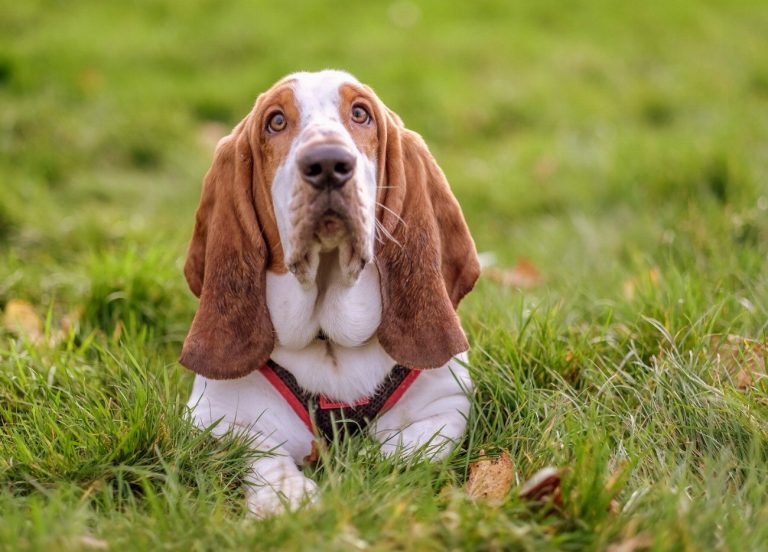 Chien courant yougoslave de montagne : guide race…