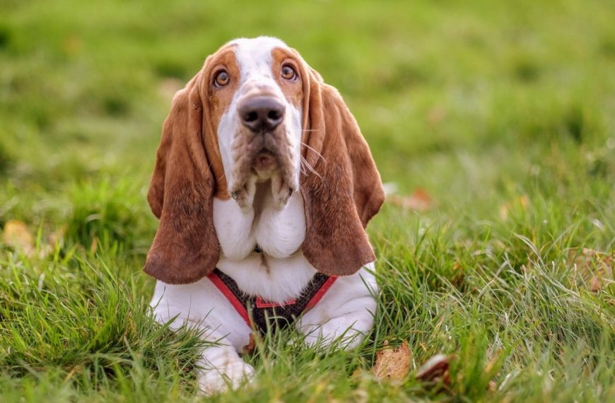Chien courant yougoslave de montagne : guide race de chien