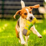 Chien courant yougoslave tricolore : guide race de chien