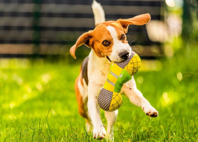 Chien courant yougoslave tricolore : guide race de…