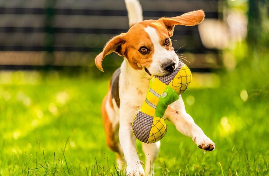 Chien courant yougoslave tricolore : guide race de chien