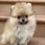 Chien d’arrêt allemand à poil long : guide race de chien