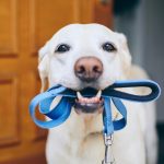 Chien d&rsquo;arrêt frison : guide race de chien