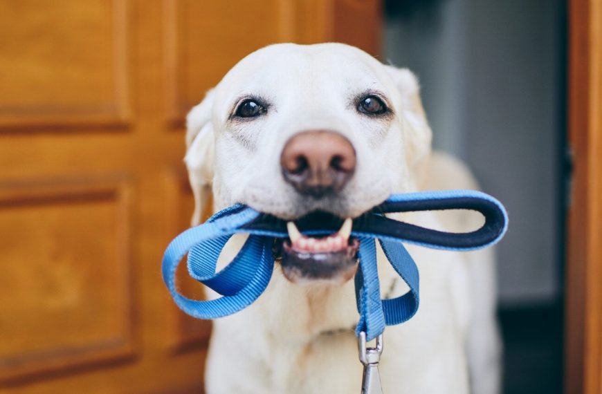 Chien d&rsquo;arrêt frison : guide race de chien