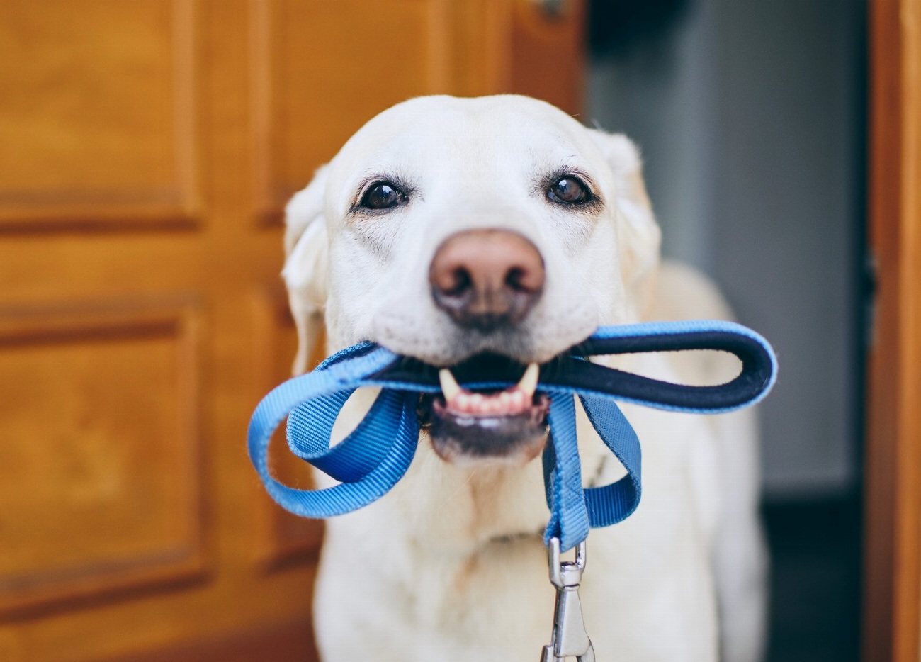 Chien d’arrêt frison : guide race de chien
