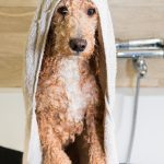Chien d&rsquo;arrêt portugais : guide race de chien