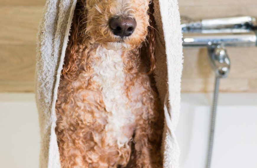 Chien d&rsquo;arrêt portugais : guide race de chien