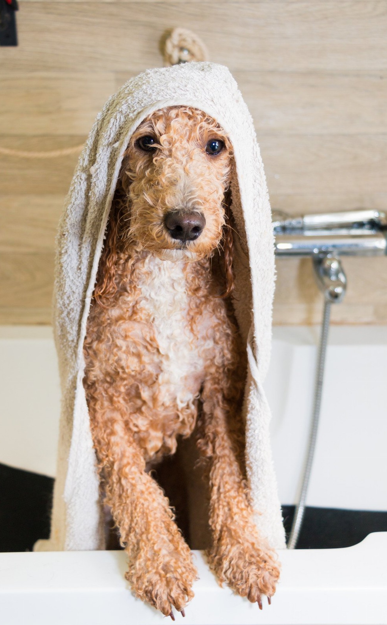 Chien d’arrêt portugais : guide race de chien