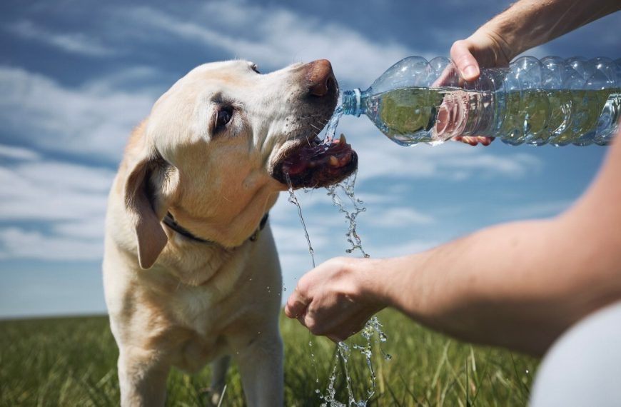Chien d&rsquo;eau américain : guide race de chien