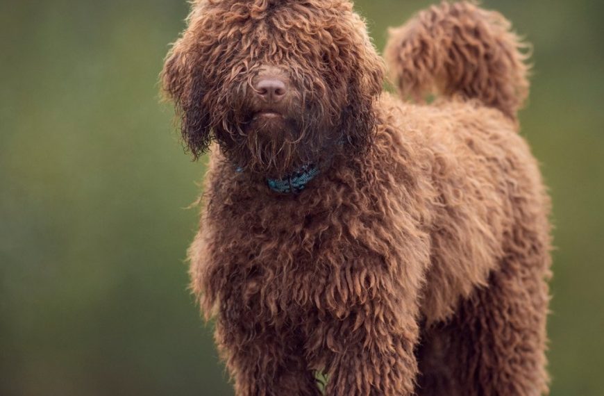 Chien d’eau espagnol : guide race de chien