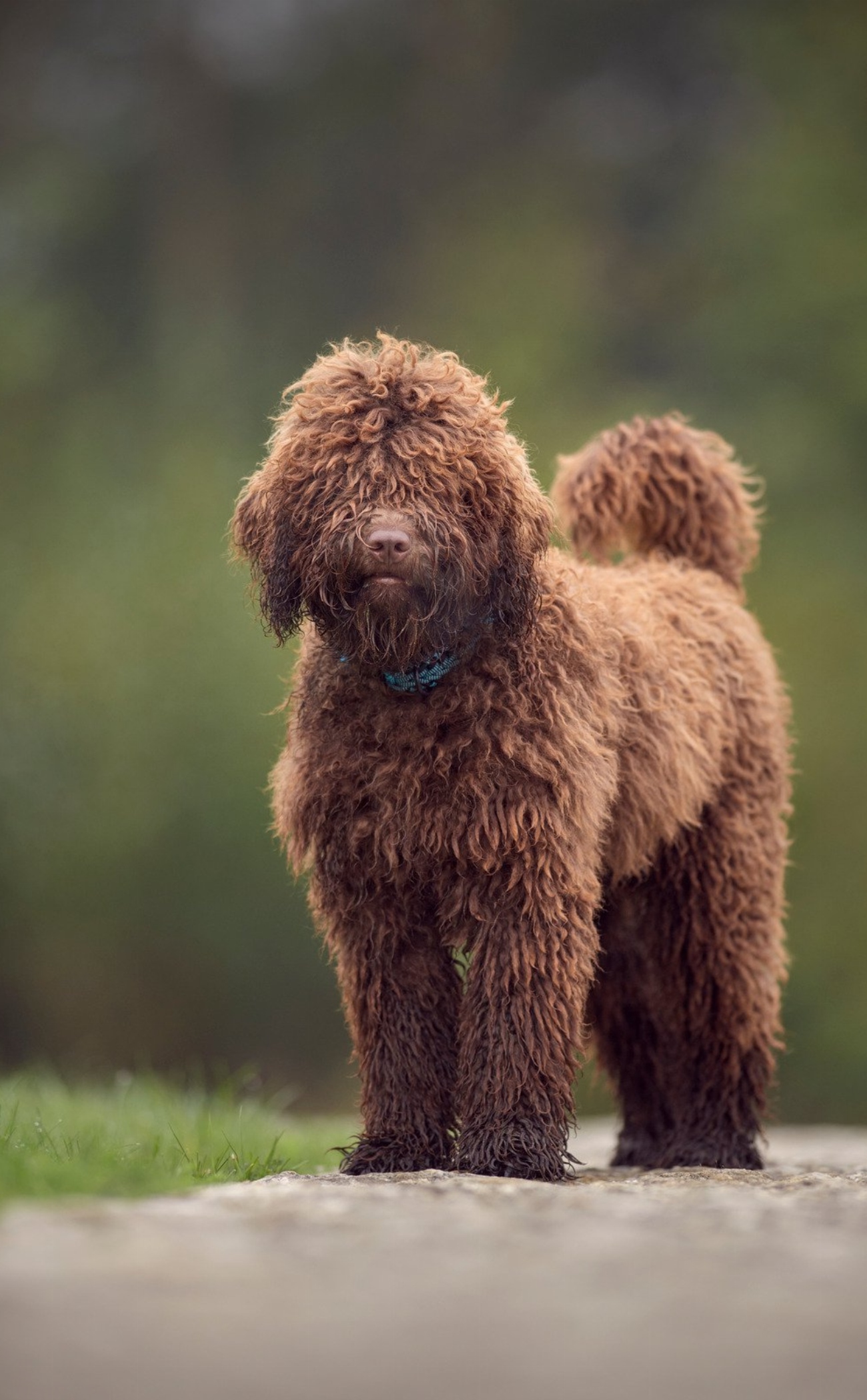 Chien d’eau espagnol : guide race de chien