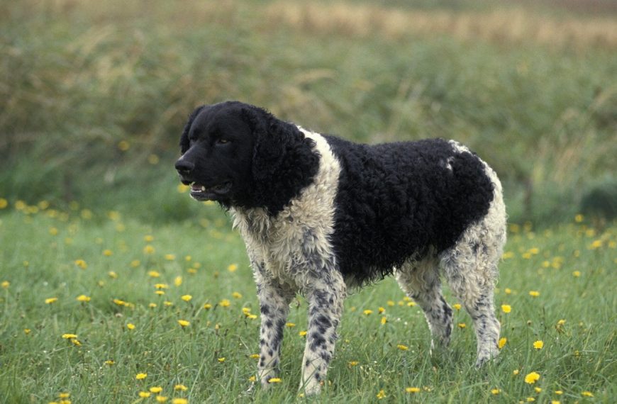 Chien d&rsquo;eau frison : guide race de chien