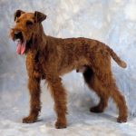 Chien d&rsquo;eau irlandais : guide race de chien