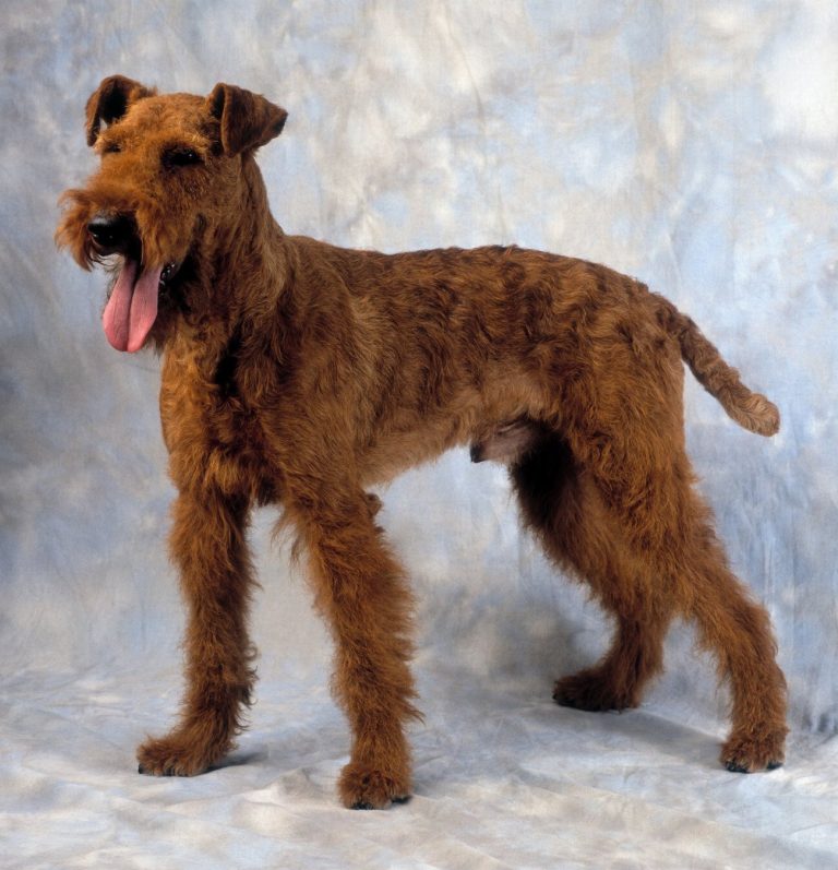 Chien d’eau irlandais : guide race de chien