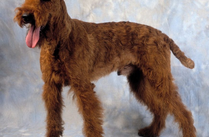 Chien d’eau irlandais : guide race de chien