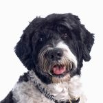Chien d&rsquo;Eau Portugais : guide race de chien