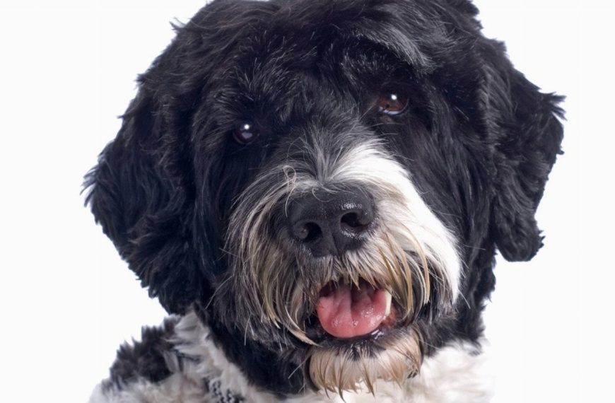 Chien d’Eau Portugais : guide race de chien