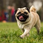 Chien d&rsquo;eau romagnol : guide race de chien