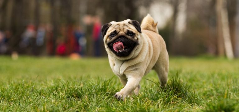 Chien d’eau romagnol : guide race de chien