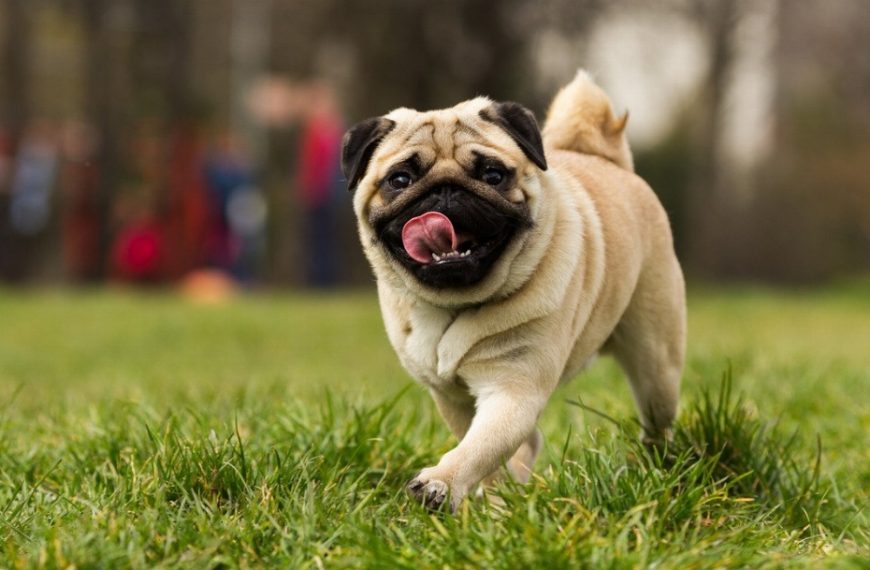 Chien d&rsquo;eau romagnol : guide race de chien