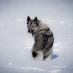 Chien d’élan norvégien gris : guide race de chien