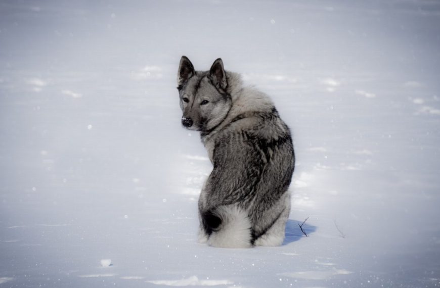 Chien d’élan norvégien gris : guide race de chien