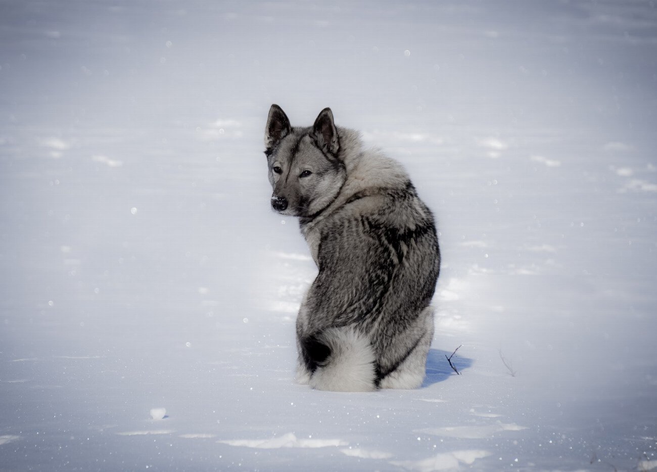 Chien d’élan norvégien gris : guide race de chien