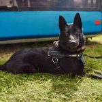 Chien d’Élan Norvégien Noir : guide race de chien