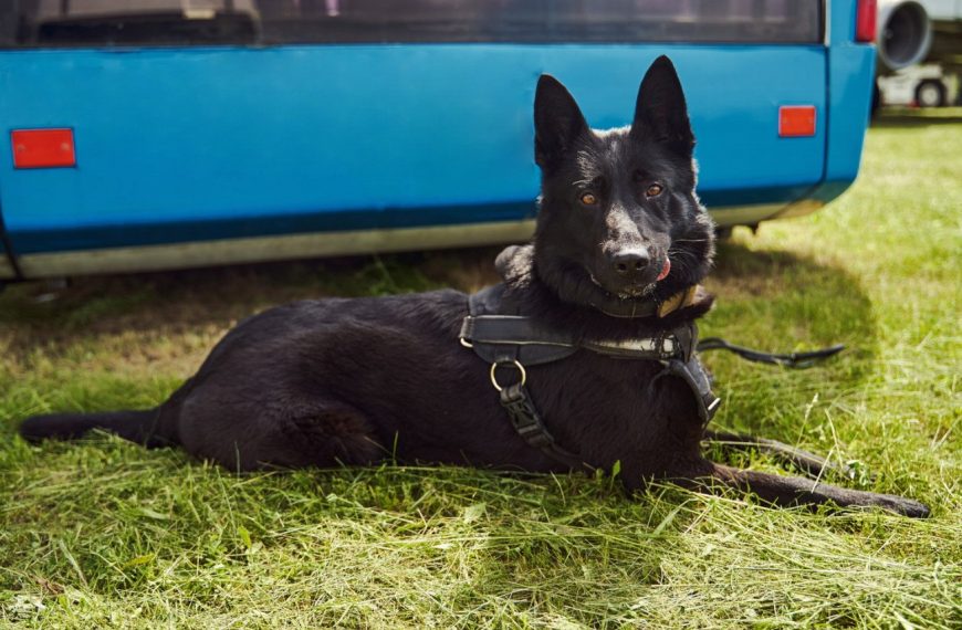 Chien d’Élan Norvégien Noir : guide race de chien