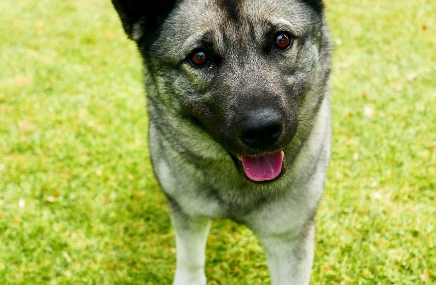 Chien d’élan suédois : guide race de chien