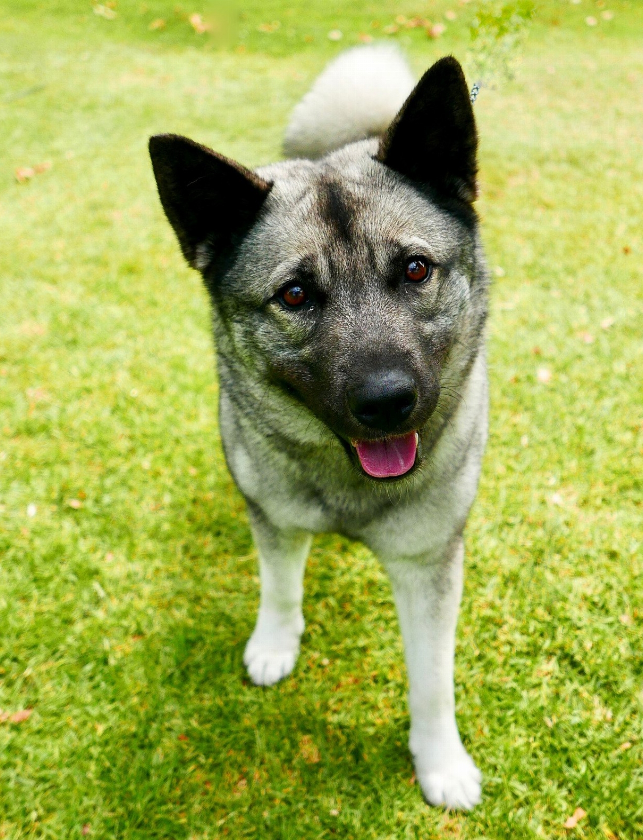 Chien d’élan suédois : guide race de chien