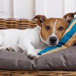 Chien d&rsquo;ours de Carélie : guide race de chien