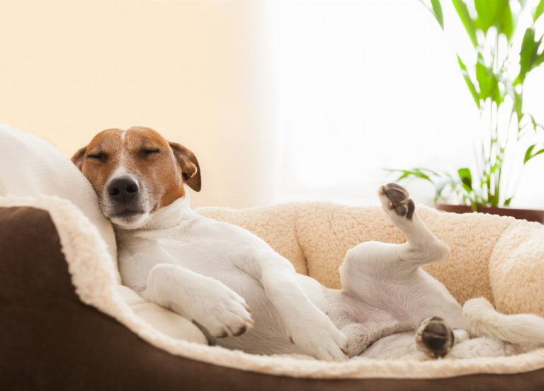 Chien d’Oysel : guide race de chien