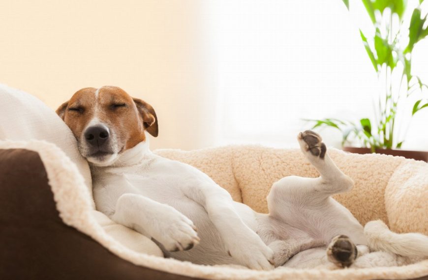 Chien d’Oysel : guide race de chien