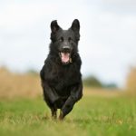 Chien de berger de Majorque : guide race de chien