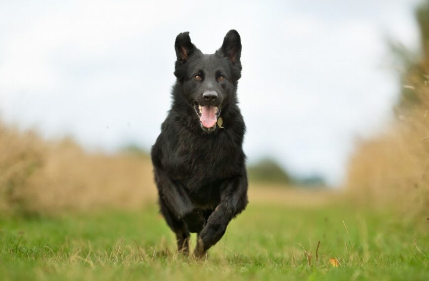 Chien de berger de Majorque : guide race de chien