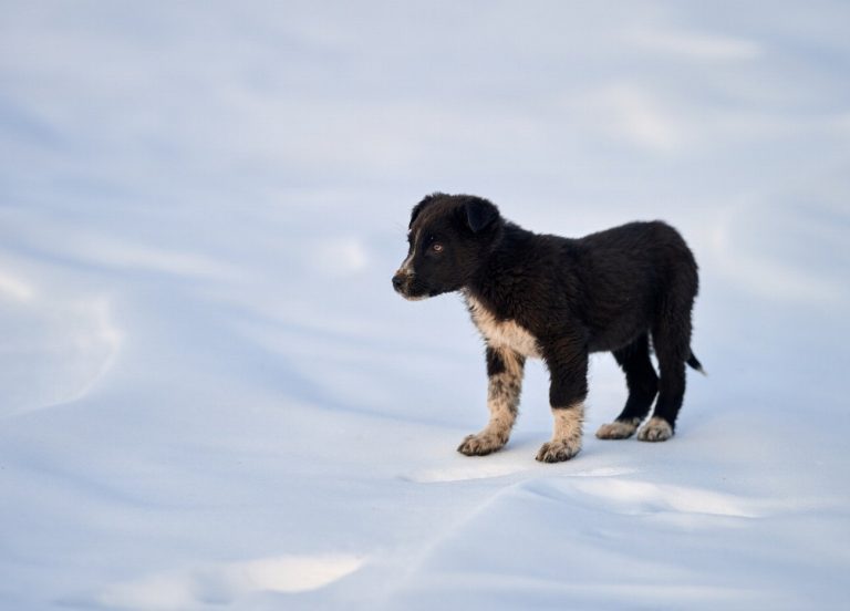 Chien de Berger Roumain de Mioritza : guide…