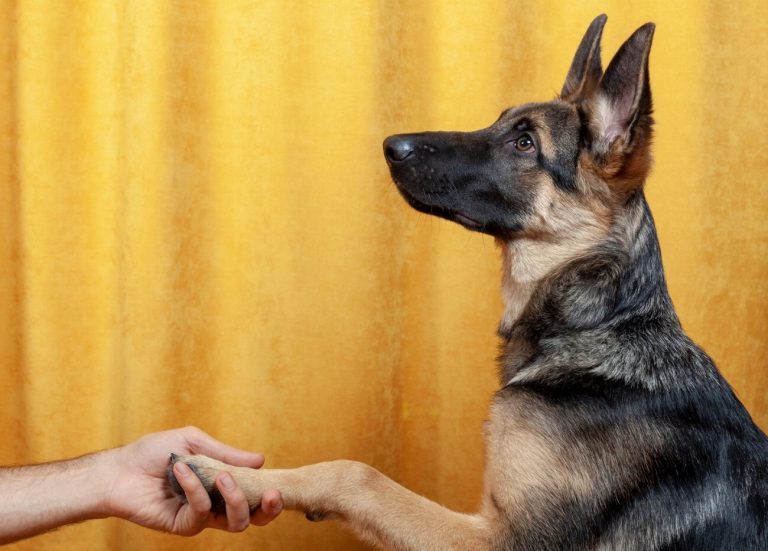 Chien de Berger Roumain des Carpathes : guide…